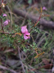 Boronia microphylla