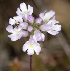Euphrasia collina