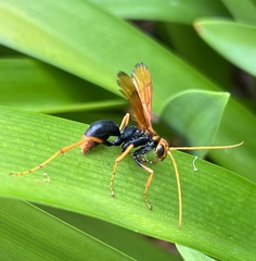 Cryptocheilus bicolor