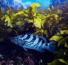 Epinephelus daemelii