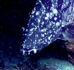 Epinephelus daemelii