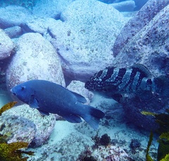 Epinephelus daemelii