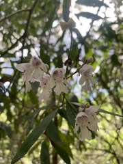 Prostanthera subalpina