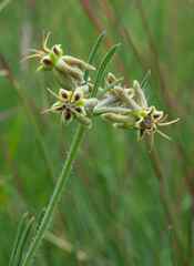 Miraglossum pulchellum