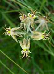 Miraglossum pulchellum