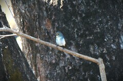 Ficedula superciliaris