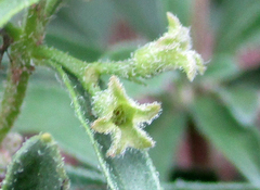 Clerodendrum ternatum image