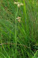 Miraglossum pulchellum