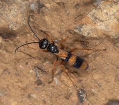 Sphictostethus aliciae