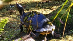 Pseudemys peninsularis