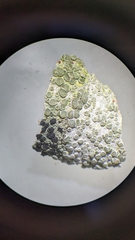 Lecanora carpinea