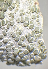 Lecanora carpinea