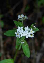 Myosotis semiamplexicaulis