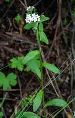 Myosotis semiamplexicaulis