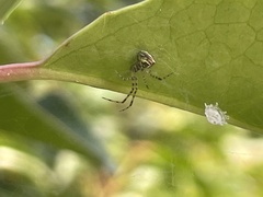 Theridion pyramidale