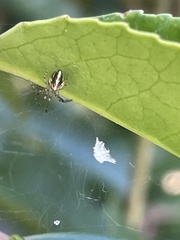 Theridion pyramidale