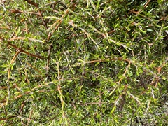 Coprosma rugosa