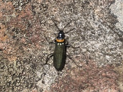 Chauliognathus lugubris