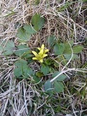 Ranunculus royi