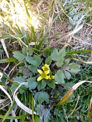 Ranunculus royi