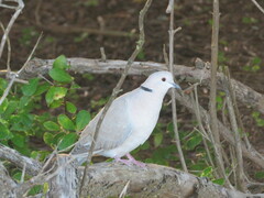 Streptopelia roseogrisea