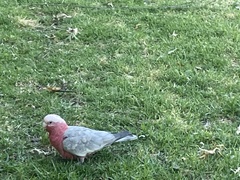 Eolophus roseicapilla