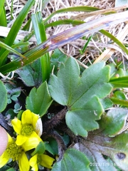 Ranunculus royi