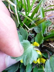 Ranunculus royi