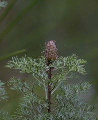 Petrophile canescens