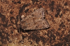 Apterogenum ypsillon