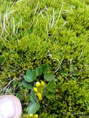 Ranunculus royi