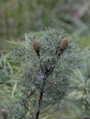 Petrophile canescens