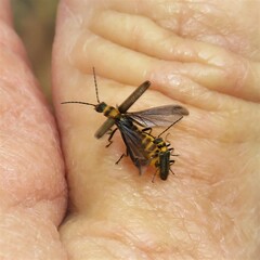 Chauliognathus sydneyanus