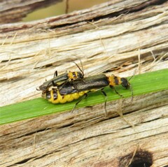 Chauliognathus sydneyanus