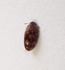 Litargus vestitus