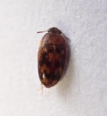 Litargus vestitus