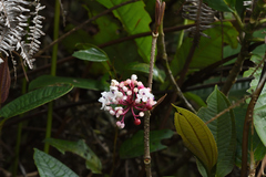 Medinilla verrucosa