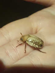 Anoplognathus concolor