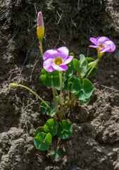 Oxalis obliquifolia