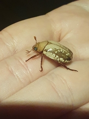 Anoplognathus concolor