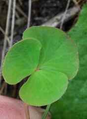 Oxalis obliquifolia