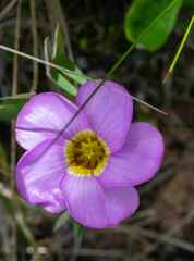 Oxalis obliquifolia