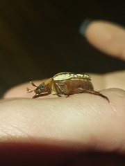 Anoplognathus concolor