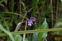 Calanthe