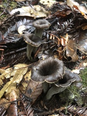 Craterellus calicornucopioides