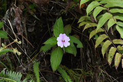 Impatiens platypetala