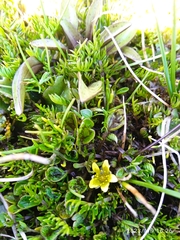 Ranunculus maculatus