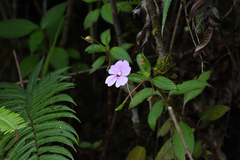 Impatiens platypetala