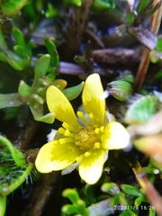 Ranunculus maculatus