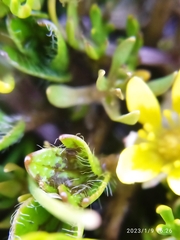 Ranunculus maculatus